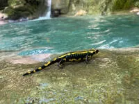 Salamandre tachetée dans le canyon du Chaley